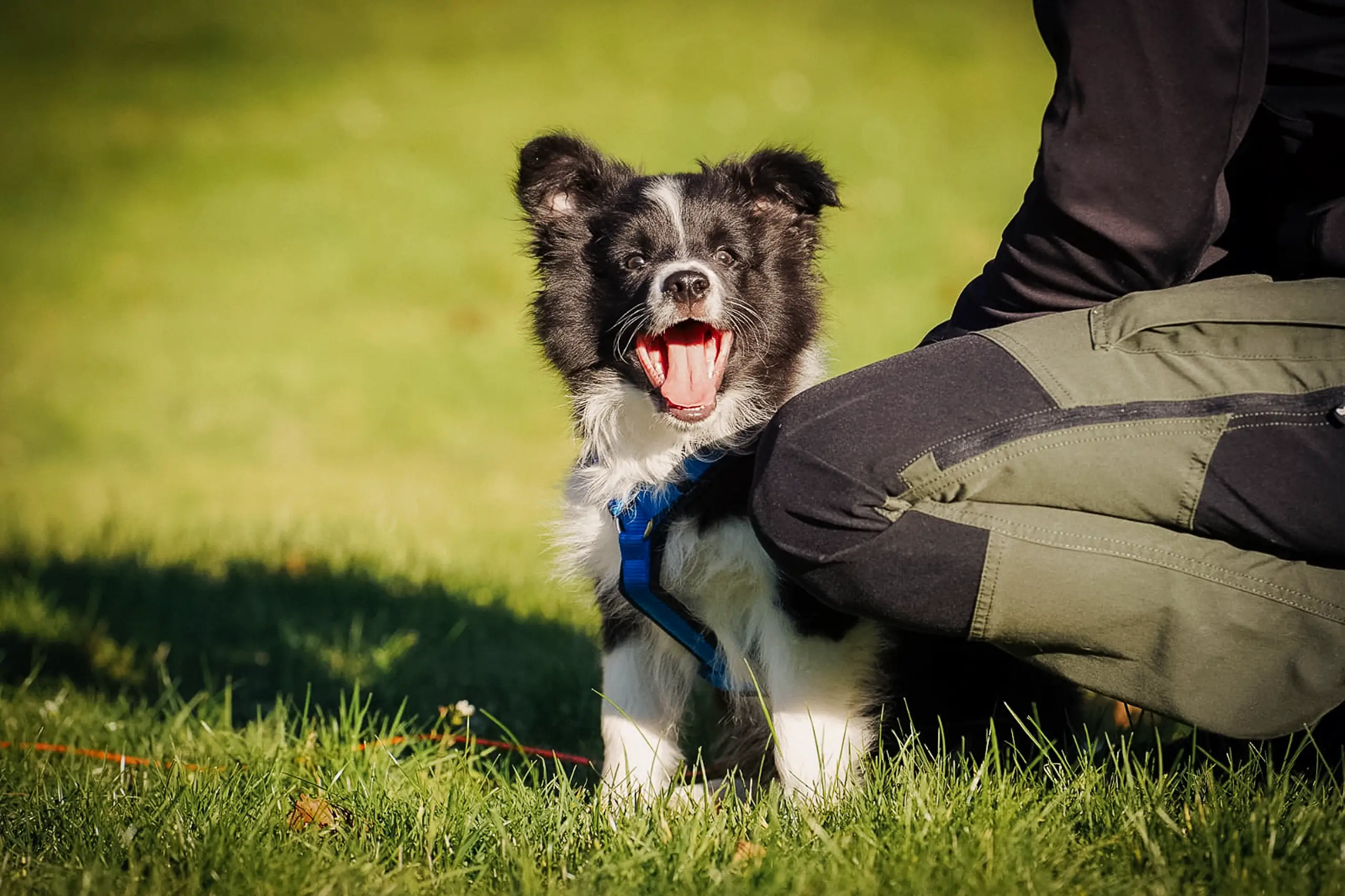 Martina Haas - zertifizierte Hundetrainerin in Dortmund, Schwerte und Umgebung - hund-und-haas.de